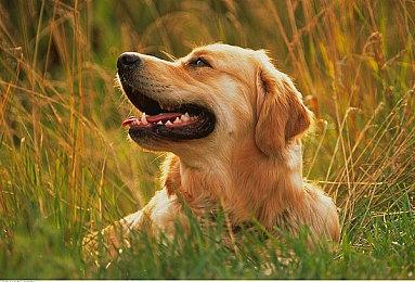 暴雪禁止《暗黑4》TurboHUD插件 使用者将被永封